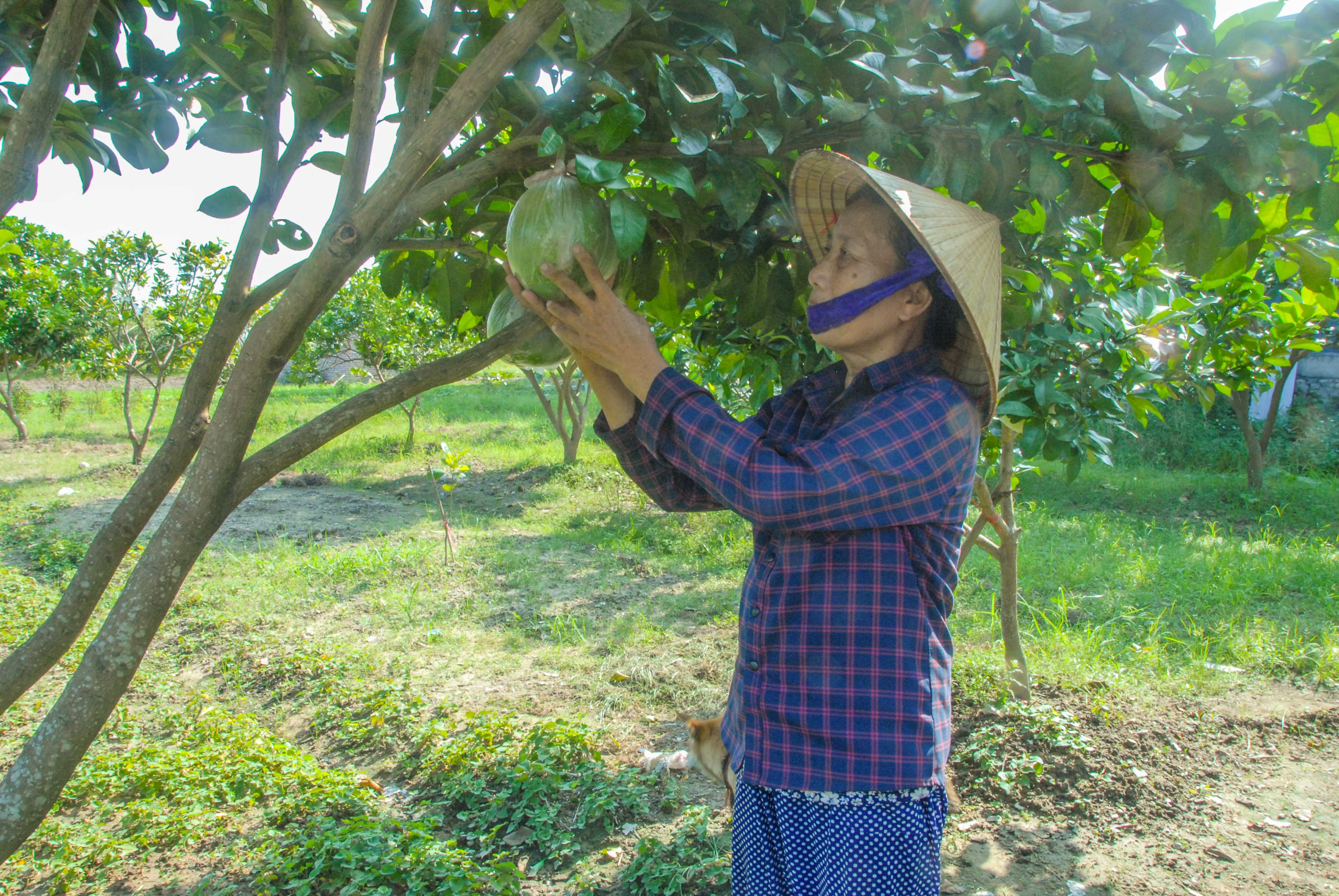 Người dân xã Quảng Minh (huyện Hải Hà) xây dựng mô hình vườn mẫu trồng cây ăn quả từ nguồn vốn vay ưu đãi của Hội Nông dân.