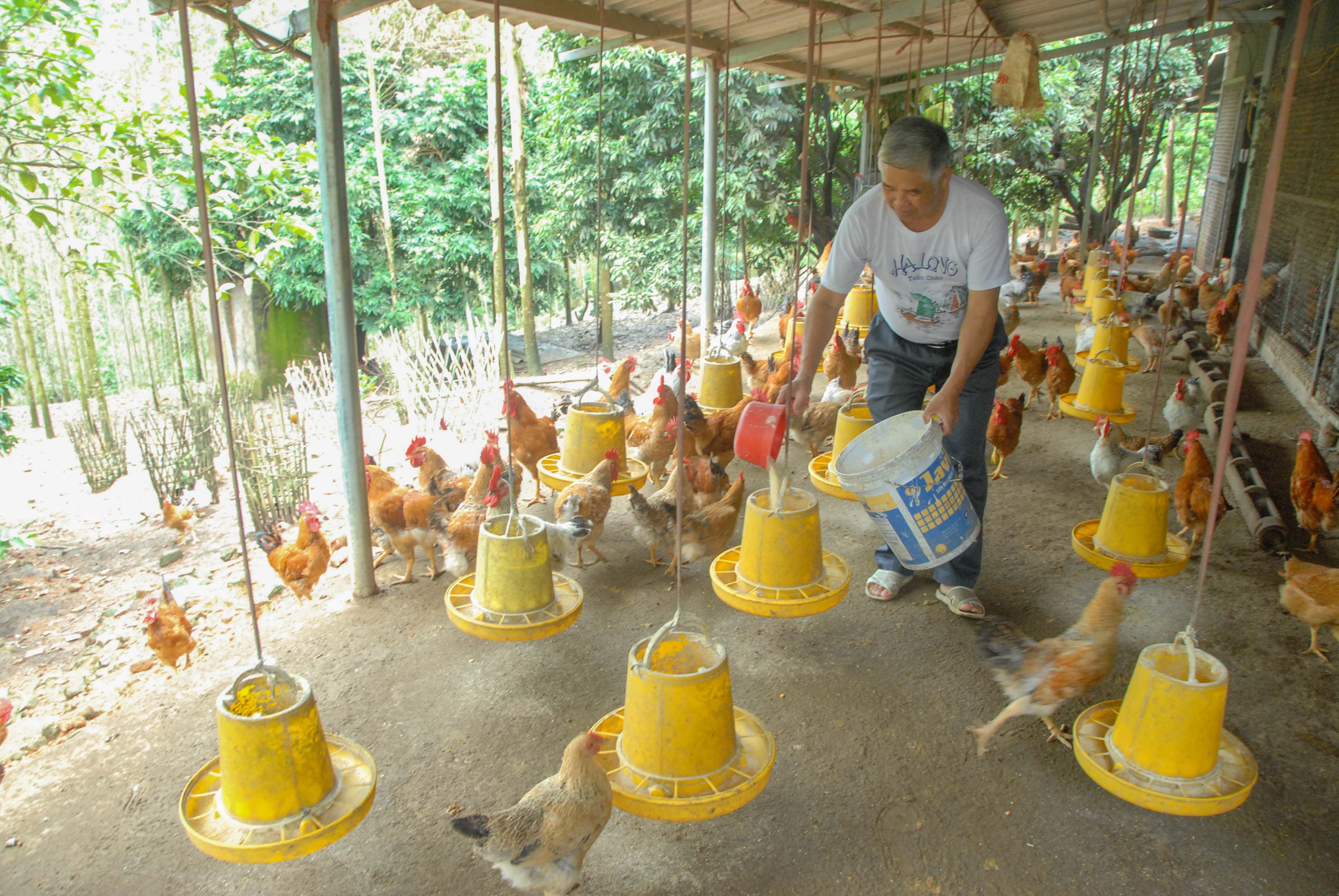 Nông dân xã Đại Dực (huyện Tiên Yên) phát triển mô hình nuôi gà đồi.