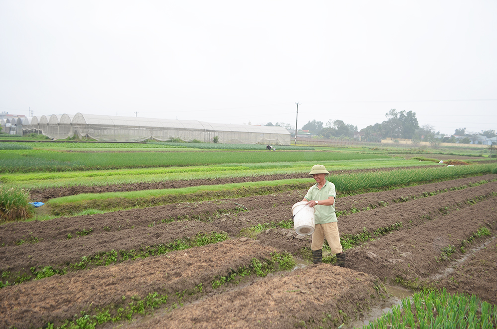Nông dân xã Tiền An, TX Quảng Yên chuẩn bị cho vụ gieo trồng mới.