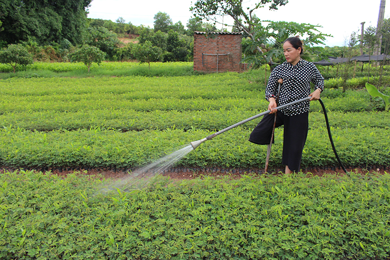 Vườn ươm của chị Nguyễn Thị Sâm, xã Tân Bình, huyện Đầm Hà cho thu nhập ổn định.