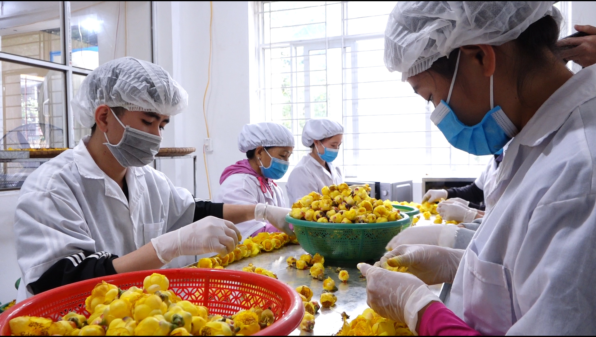 Chế biến sản phẩm OCOP trà hoa vàng tại cơ sở sản xuất của anh Nịnh Văn Trắng, huyện Ba Chẽ theo công nghệ sấy lạnh giúp nâng giá trị thành phẩm.