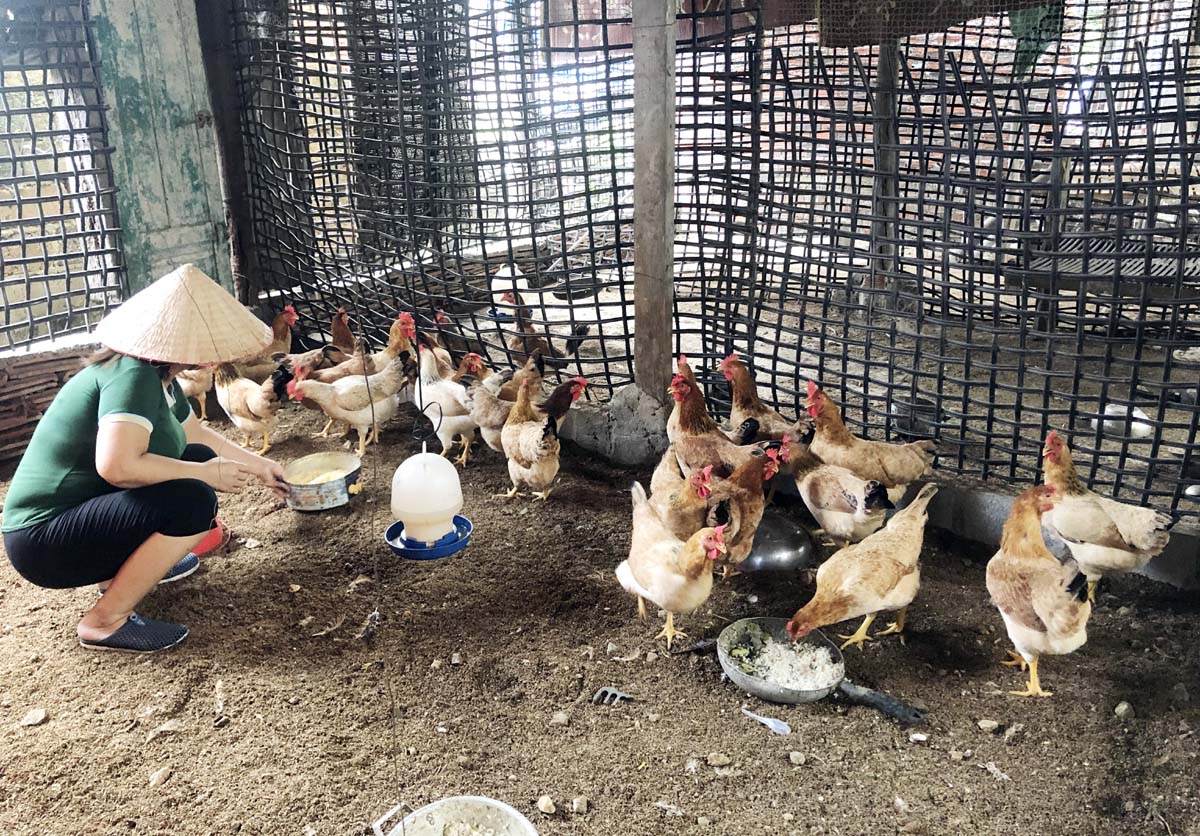 Nhờ nguồn vốn vay của Ngân hàng CSXH gia đình chị Phạm Thu Hiền, tổ 4, Khu Tân Lập, phường Cẩm Thủy  phát triển mo hình chăn nuôi gà