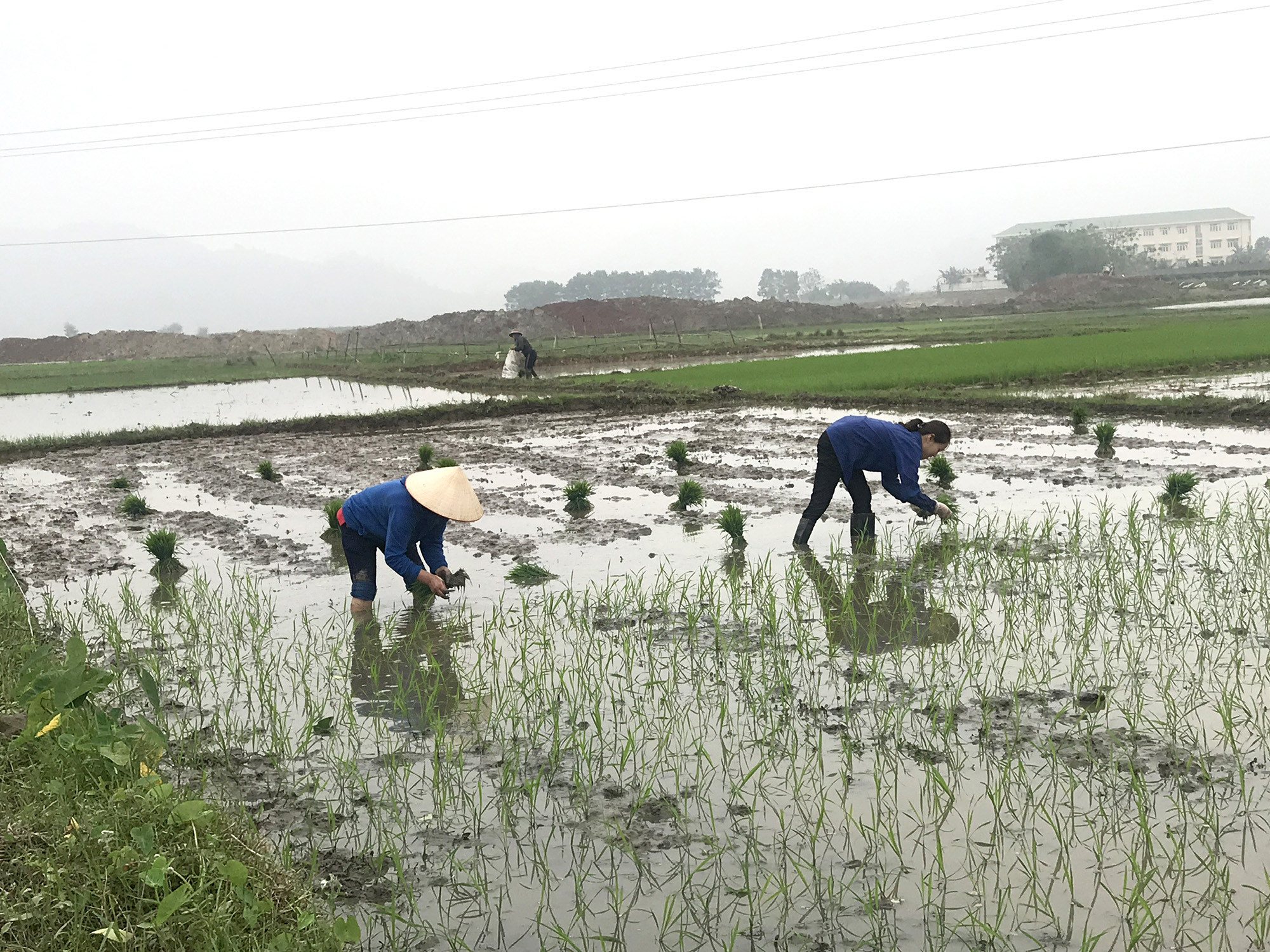 Nông dân xã Hải Lạng, huyện Tiên Yên cấy lúa vụ Đông năm 2020. 
