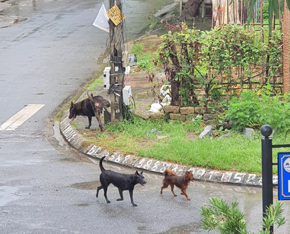 Chó thả rông tại tổ 9, khu 6, phường Hồng Hà (Hạ Long).