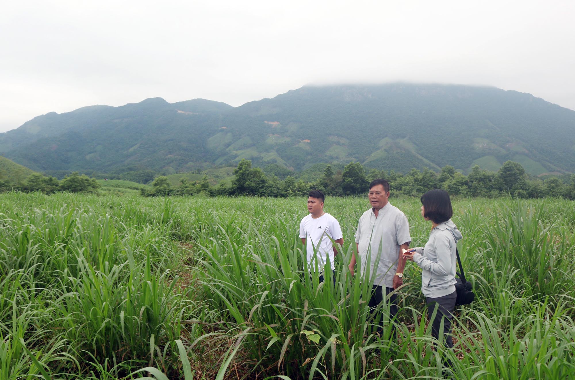 Ông Phùn Hợp Sềnh (ở giữa) giới thiệu về khu vực trồng cỏ và ngô sinh khối do ông vận động bà con nhân dân trồng để nâng thu nhập.