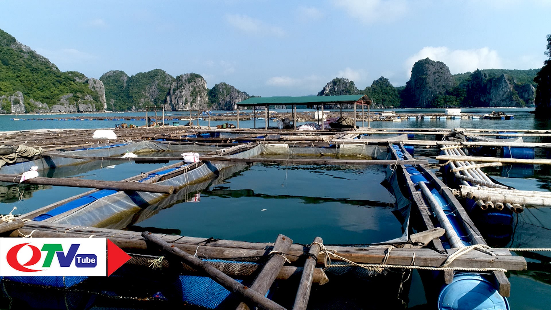 Kỹ thuật nuôi cá chim vây vàng trong lồng trên biển