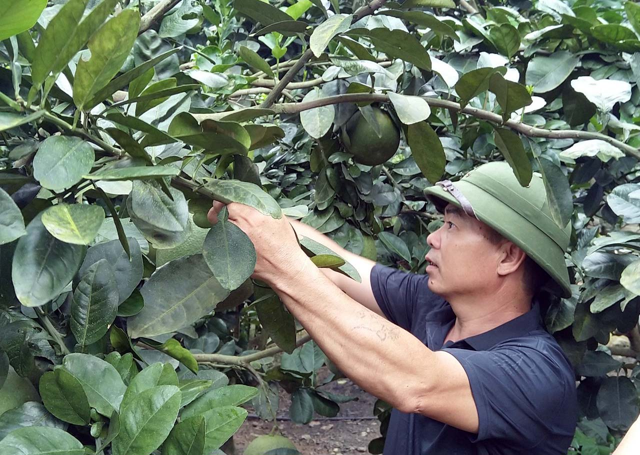 Mô hình trồng bưởi của hộ anh Đào Hữu Tỉnh (xã Dân Chủ, TP Hạ Long) mang lại nguồn thu nhập khá.