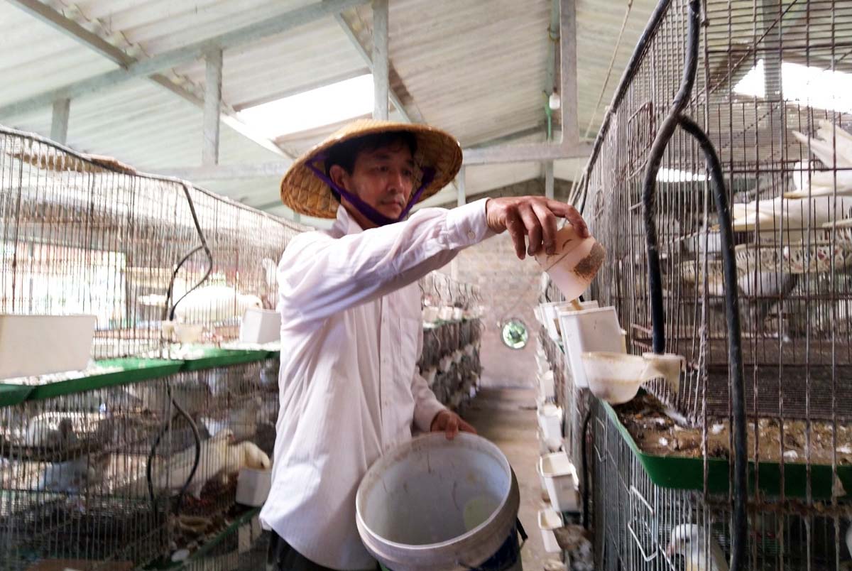 Anh Đặng Văn Tiến (xã Dực Yên, huyện Đầm Hà) với mô hình nuôi chim bồ câu cho thu nhập từ 500-700 triệu đồng mỗi năm.
