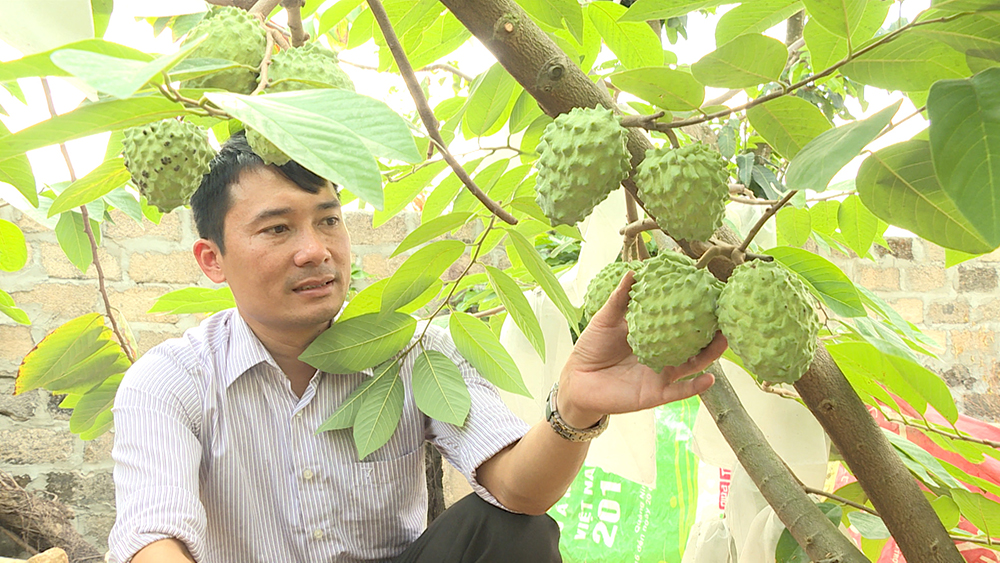 Cây na Đài Loan thực hiện bằng phương pháp ghép cành trên gốc cây na dai bản địa, cho chất lượng quả tốt.