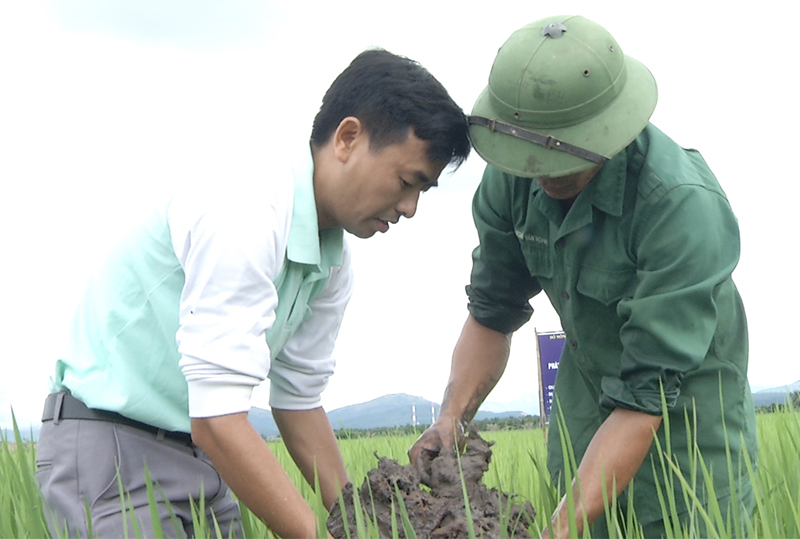 Kỹ sư Trung tâm Khuyến nông tỉnh hướng dẫn người dân  kỹ thuật chăm sóc rươi lúa.