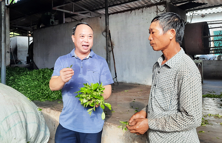 Anh Trần Sỹ Dũng (phía trái) trao đổi về kỹ năng thu hoạch với hộ trồng chè.