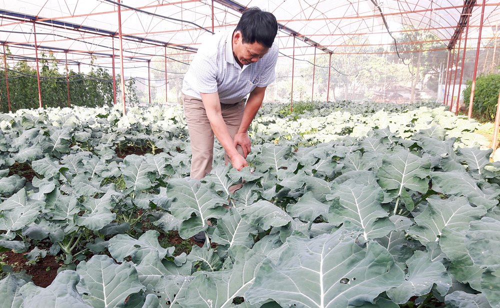 Ông Vi Tiến Hà, Giám đốc HTX Nông nghiệp Hà Tân (TP Hạ Long) giới thiệu mô hình trồng rau an toàn của HTX.