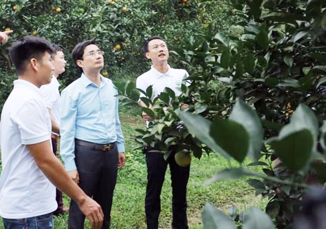 Lãnh đạo TP Hạ Long thăm mô hình trồng cam Canh, bưởi Diễn tại phường Hoành Bồ (TP Hạ Long).