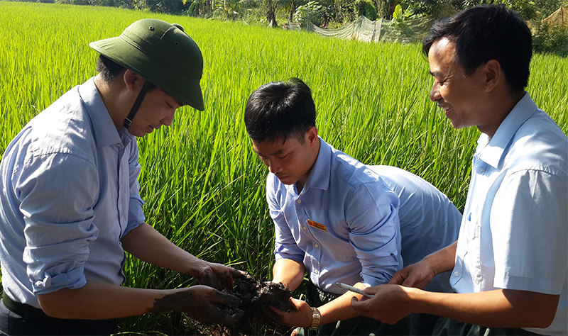 Lãnh đạo Sở NN&PTNT kiểm tra mô hình nuôi rươi lúa