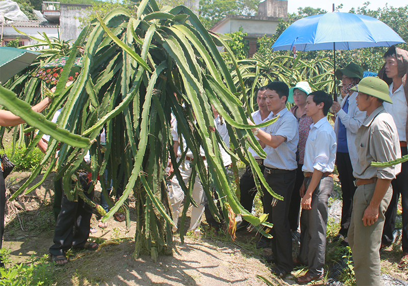 Trung tâm Khuyến nông tỉnh tấp huấn kỹ thuật chăm sóc thanh long cho bà con nhân dân TP Hạ Long.