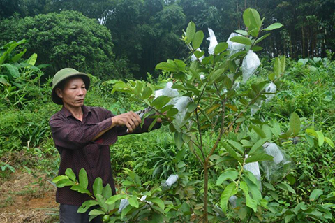Mô hình trồng ổi vay từ nguồn Quỹ HTND mang lại giá trị kinh tế cao cho gia đình ông Triệu Quý Bảo, thôn Pắc Cáy, xã Đồn Đạc, huyện Ba Chẽ. 