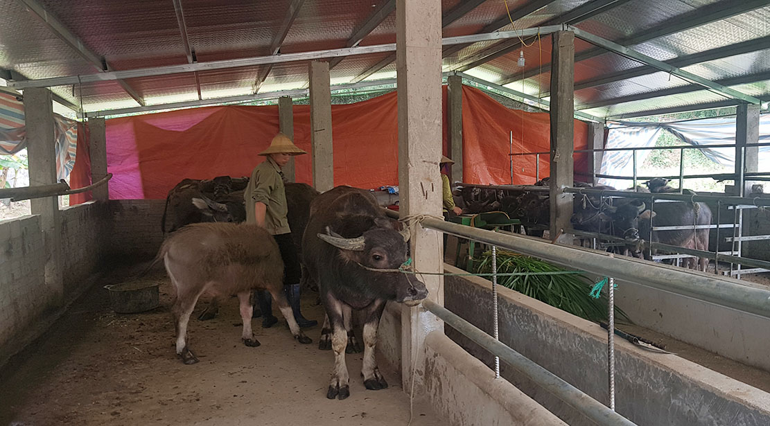  Được sự động viên của địa phương, gia đình anh Nguyễn Văn Trọng, thôn Làng Mô, xã Đồn Đạc đã mạnh dạn vay vốn phát triển mô hình chăn nuôi trâu theo hình thức trang trại.