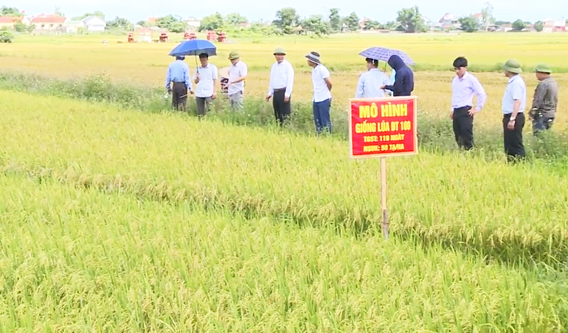 Trung tâm Khuyến nông tỉnh kết hợp đưa nông dân thăm quan mô hình lúa DT100.