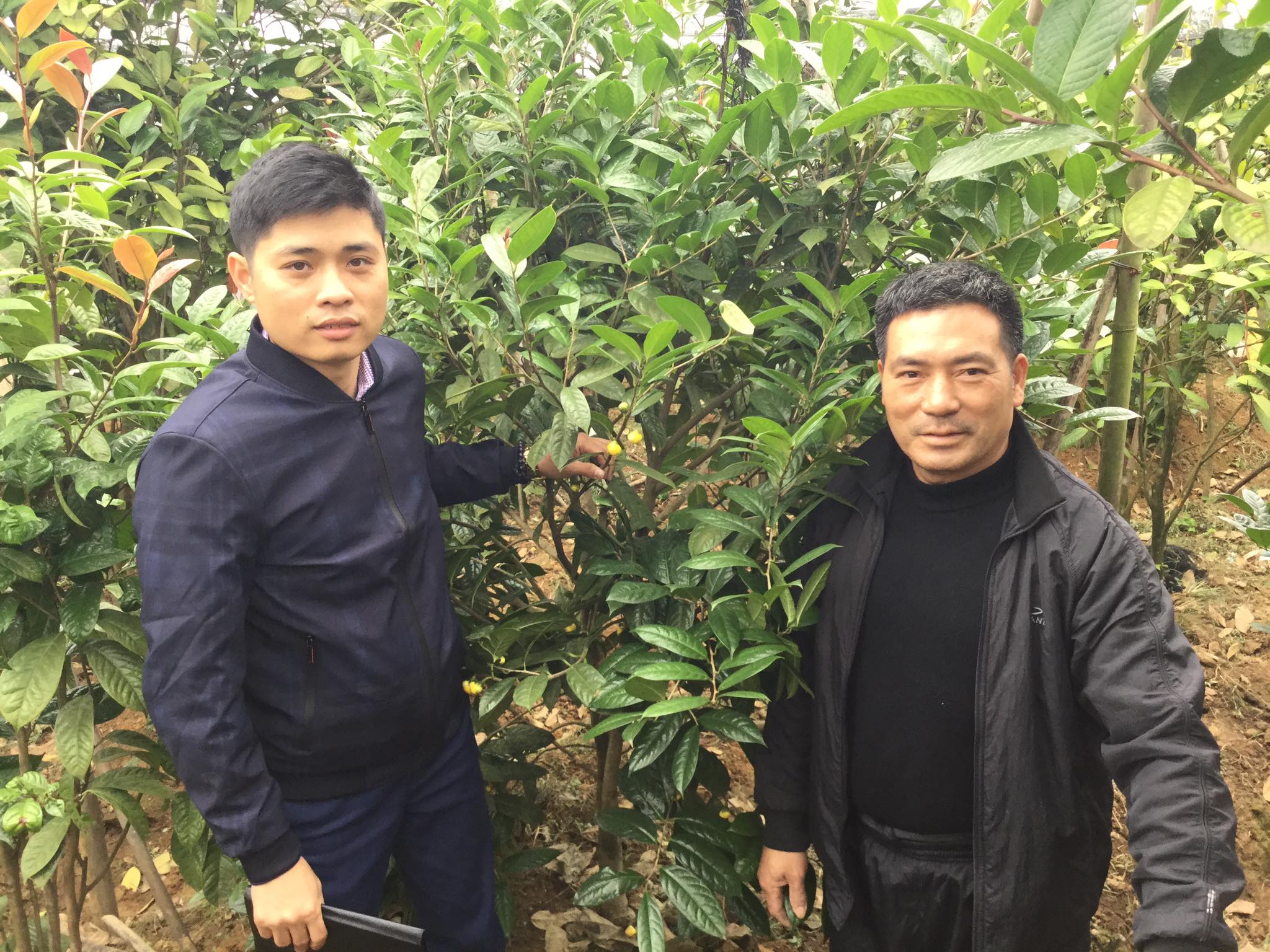 Anh Đinh Xuân Ngọc (bên trái) đi khảo sát các hộ trồng trà hoa vàng trên địa bàn tỉnh.