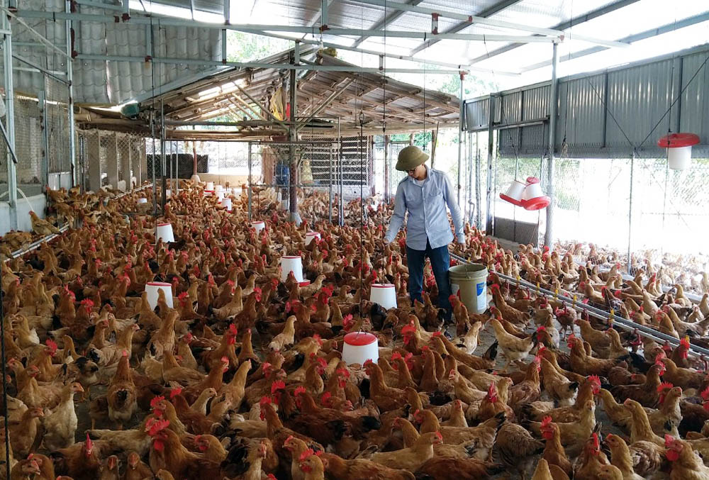 Quy mô trang trại gà Tiên Yên của anh Nguyễn Việt Phương lên đến hàng nghìn con.
