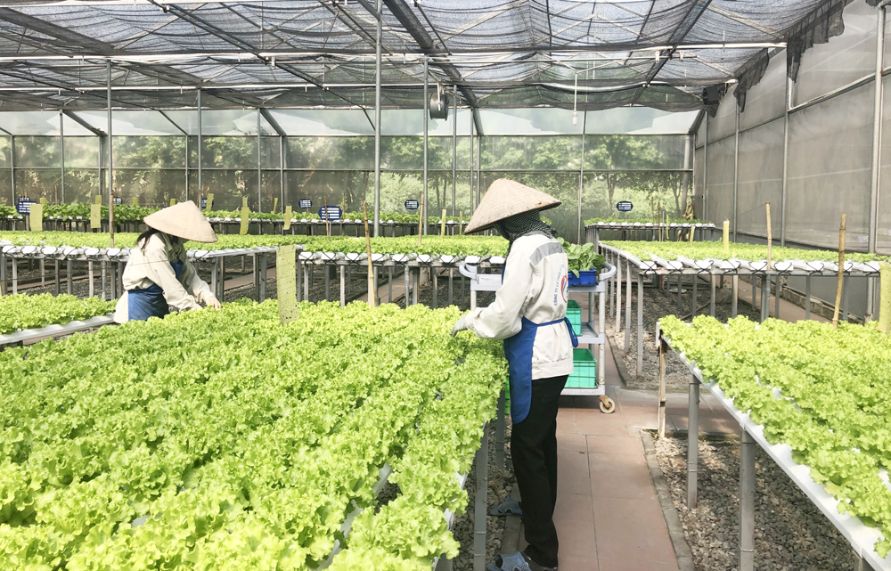 Mô hình trồng rau thủy canh tại Công ty CP Đầu tư xây dựng và thương mại 188 (TX Đông Triều). Ảnh: Thu Trang