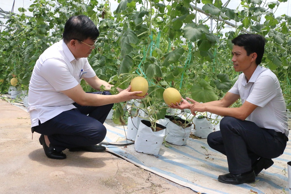 Lãnh đạo huyện Đầm Hà tìm hiểu nhu cầu sản xuất nông sản tại Công ty CP Thương mại và Xây dựng huyện Đầm Hà. (Ảnh: Phạm Tăng).