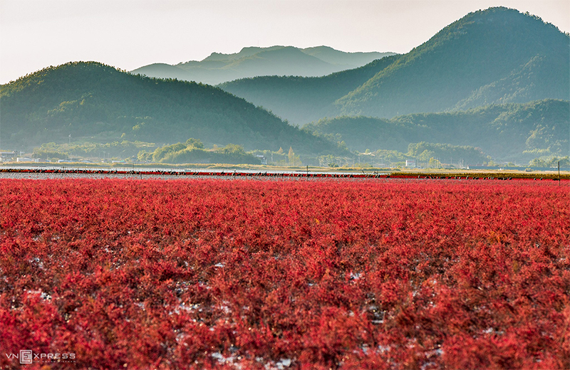 Mùa thu thường bắt đầu vào khoảng tháng 9 đến tháng 11. Đây là thời điểm giao mùa được mong đợi nhất, tiết trời chuyển lạnh đem theo sự thay đổi màu sắc của những tán lá. Trong ảnh là khung cảnh thu với sắc đỏ đặc trưng của Vườn quốc gia vịnh Suncheon, thành phố Suncheon, tỉnh Jeolla Nam. Bãi cỏ màu đỏ trải dài được ôm trọn trong các dãy núi nhấp nhô. Vịnh Suncheon là nơi trú ngụ của hơn 140 loài động thực vật quý hiếm, trong đó chim mỏ nhát là loài thường cư trú tại đây vào mùa thu trong khoảng hai tuần.  Bộ ảnh “Thu vàng xứ sở kim chi” do nhiếp ảnh gia Nguyễn Thúy An (Lee Yu Jin), quê ở Cần Thơ, đang sống và làm việc tại Hàn Quốc thực hiện.