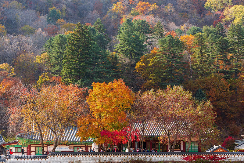 Du khách dạo chơi tham quan trong sắc thu ở chùa Baekdam, nằm trên núi Seorak. Dãy núi này trải dài qua địa phận các thành phố Sokcho, Yangyang, Goseong và Inje, thuộc tỉnh Gangwon.