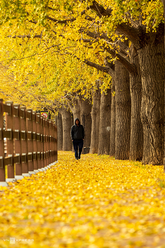 Một bên đường hàng cây ngân hạnh có lối đi bộ với hàng rào chắn, dưới chân là thảm lá vàng. Đoạn đường này thích hợp cho những du khách muốn hít thở bầu không khí trong lành, nhẹ nhàng dạo bước trong không khí se se lạnh của mùa thu.