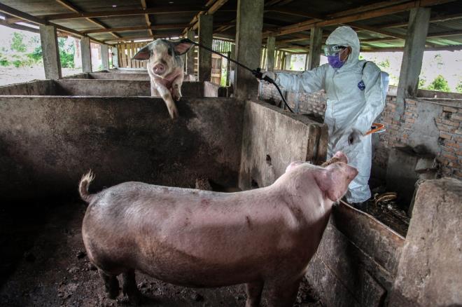 SADS-CoV bắt đầu lây nhiễm trên các đàn lợn ở Trung Quốc vào năm 2016. (Ảnh: Reuters)