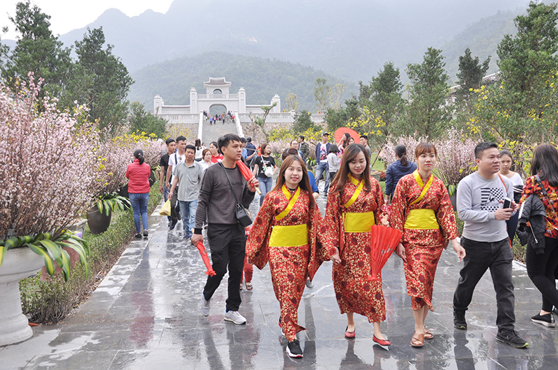 Lễ hội Hoa Mai vàng Yên Tử - Anh đào Nhật Bản năm 2019 được đông đảo du khách trong và ngoài nước quan tâm.