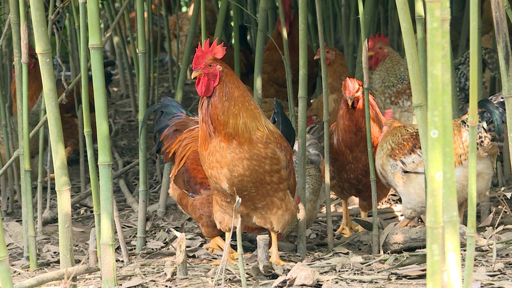 nét đặc trưng, riêng biệt của gà Tiên Yên so với các giống gà khác chính là nuôi thả trong môi trường tự do.