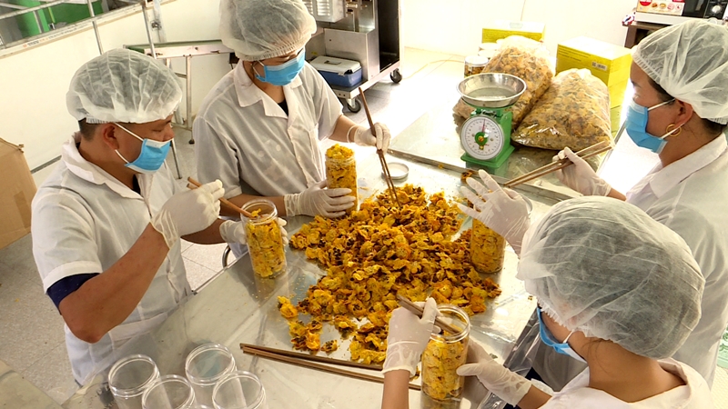 Công ty Kinh doanh lâm sản Đạp Thanh (huyện Ba Chẽ) chế biến sản phẩm trà hoa vàng đóng lọ.