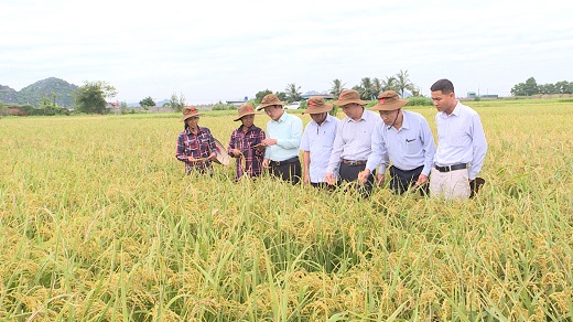 Cán bộ Sở KH&CN thẩm định nhiệm vụ KH&CN trồng thử nghiệm giống lúa mới.