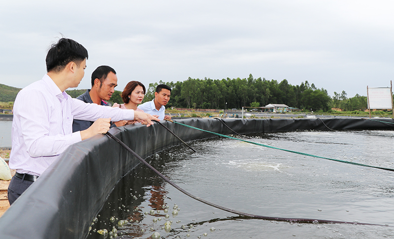 Lãnh đạo Sở NN&PTNN thẩm định hiệu quả mô hình thiết bị ương tôm di động do Trung tâm Khuyến nông tỉnh triển khai tại các hộ dân Tiên Yên.