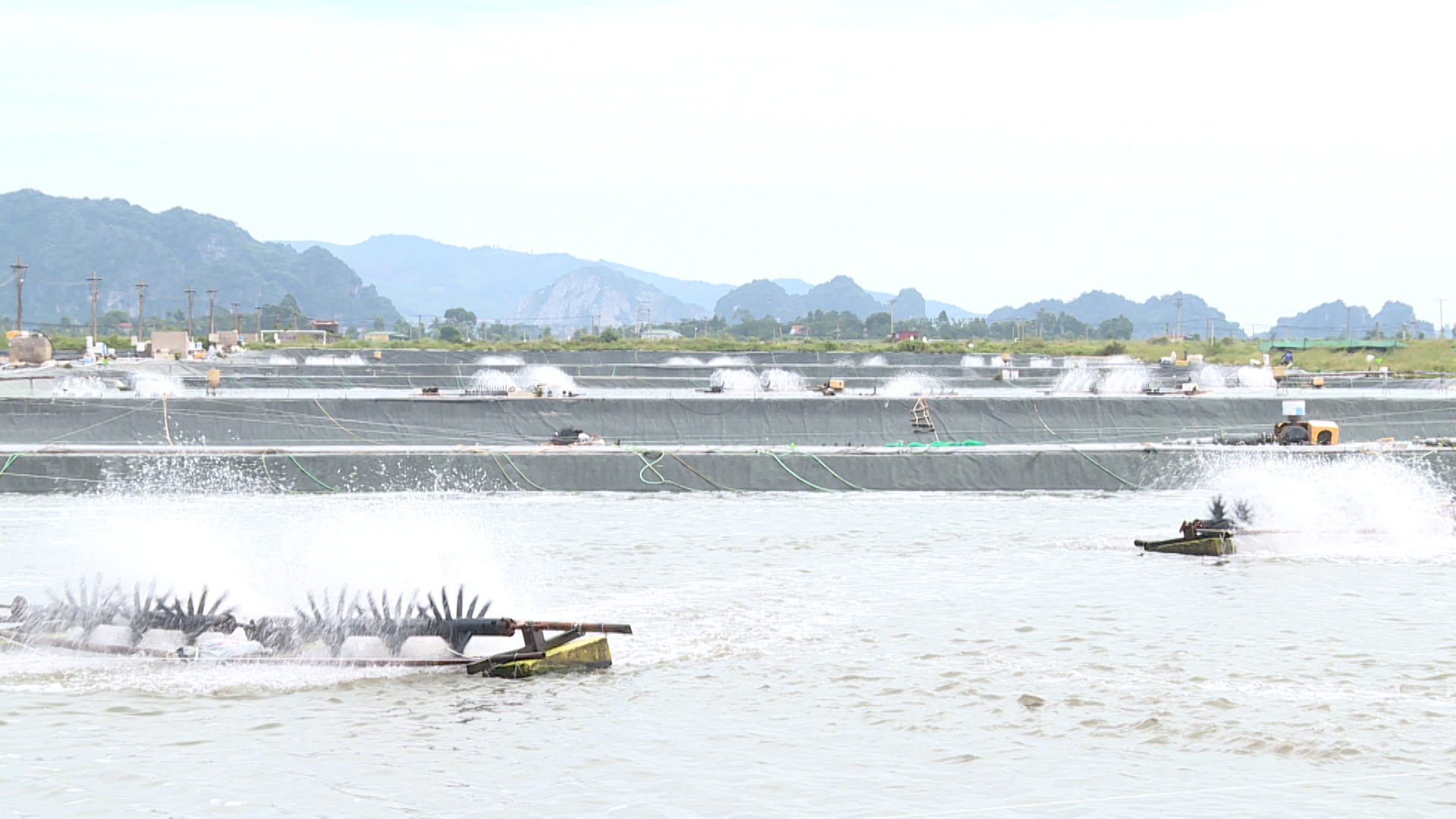 Nguồn nước nuôi tôm thẻ chân trắng ở Quảng Ninh có độ mặn cao, chứa nhiều khoáng chất do địa hình đặc trưng.