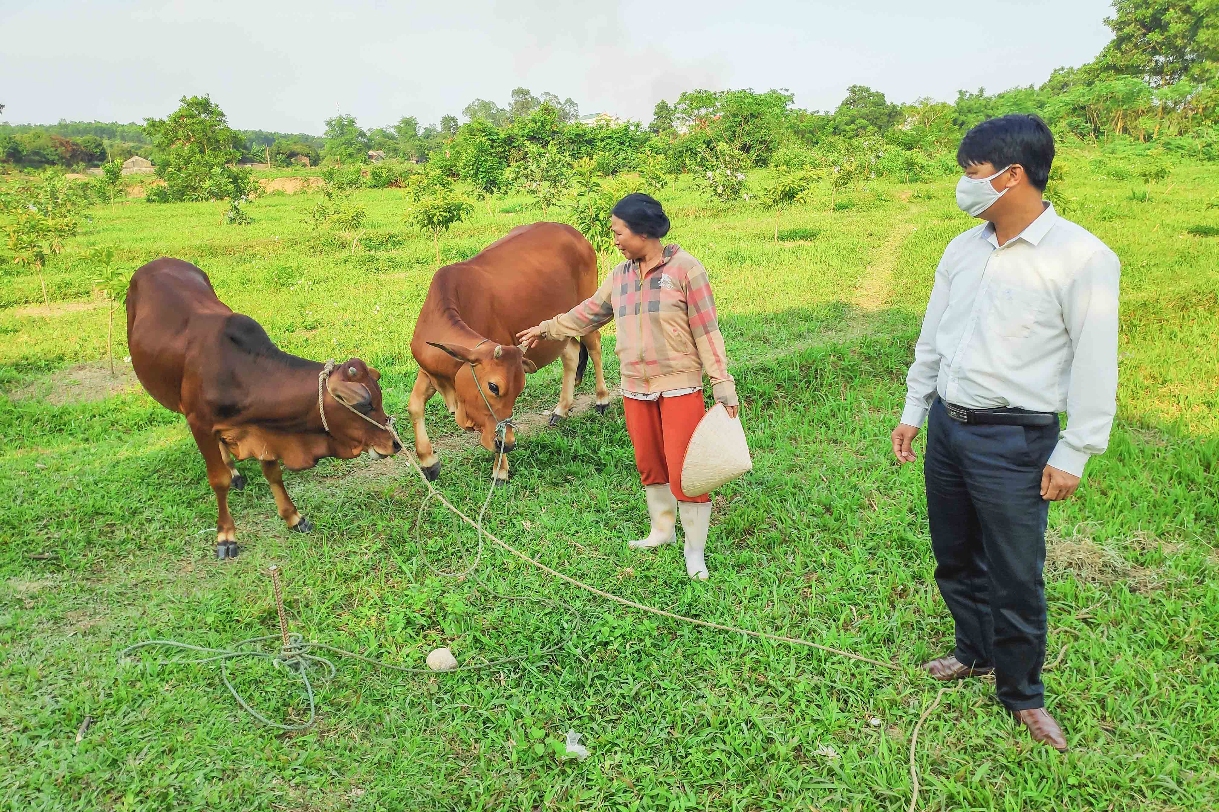 Gia đình chị Đinh Thị Tòng (thôn Tân Đông, xã Quảng Tân, huyện Đầm Hà) đã thoát nghèo nhờ được hỗ trợ chăn nuôi bò.