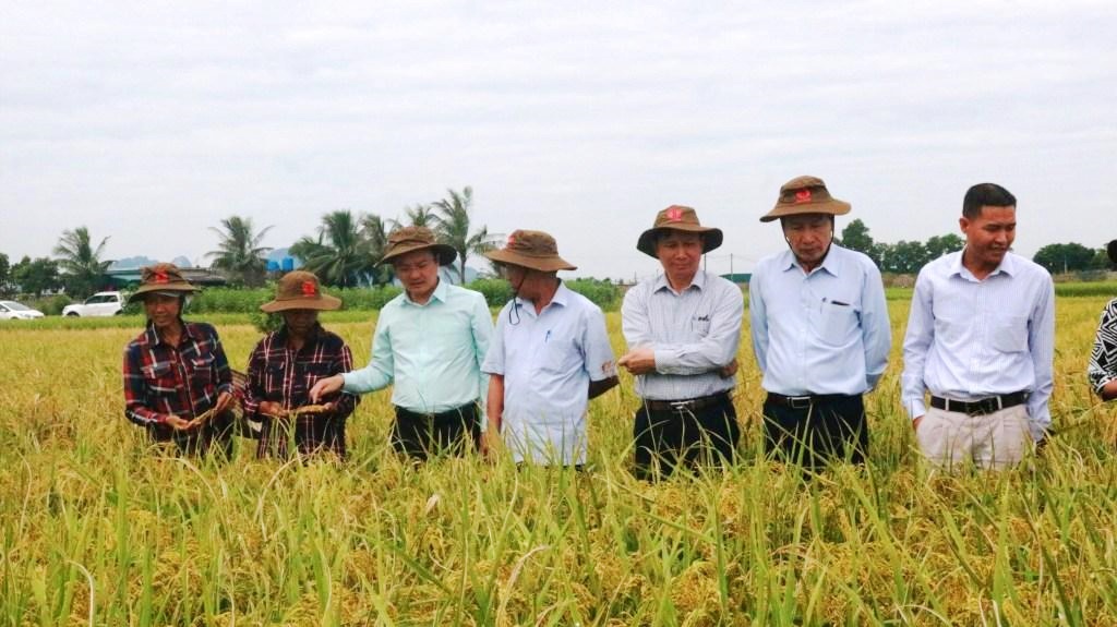 Lãnh đạo Sở NN&PTNT kiểm tra chất lượng giống lúa mới do công ty 