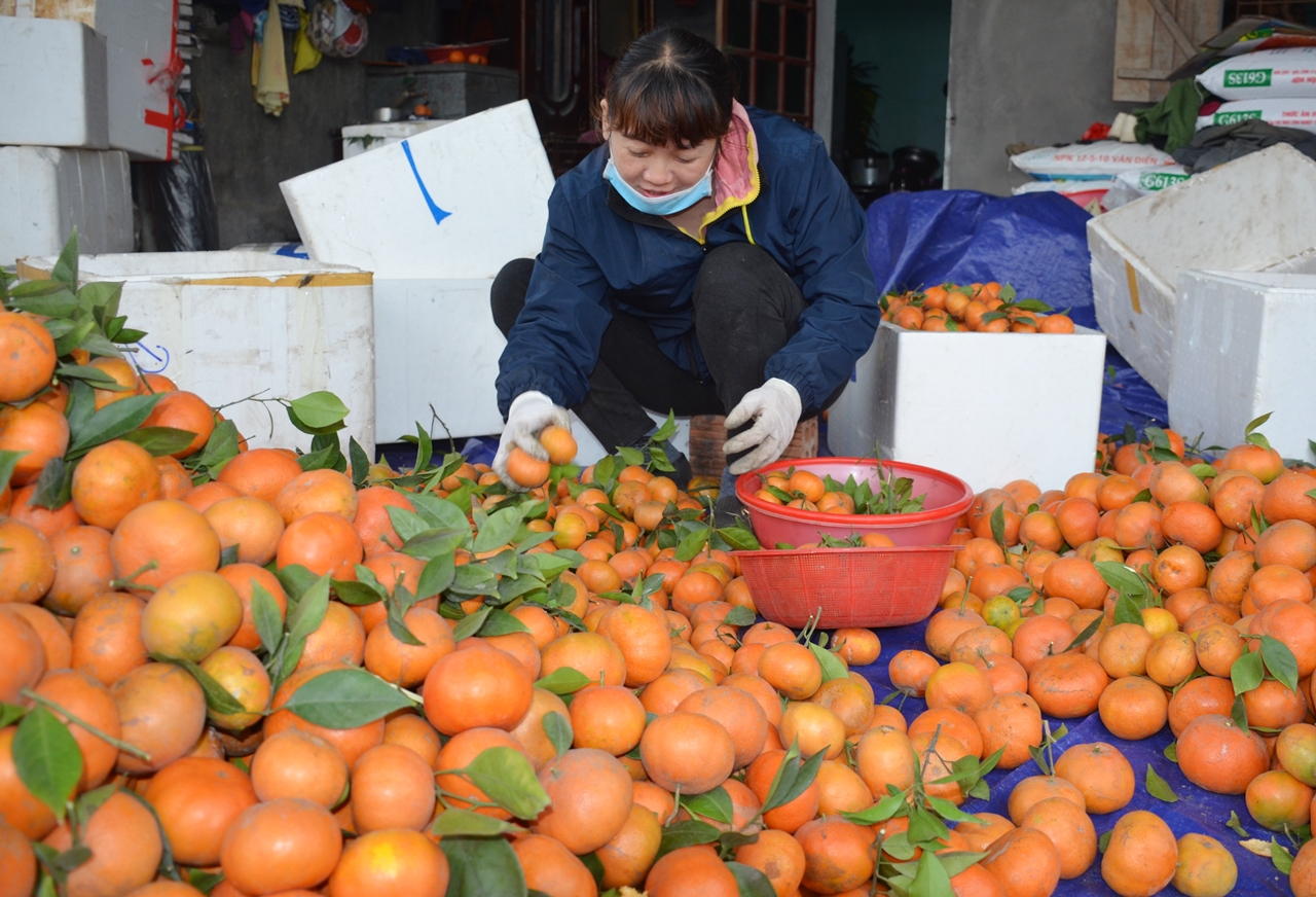 Chị Nguyễn Thị Hằng, xã Việt Dân, TX Đông Triều vay vốn tín dụng chính sách để phát triển mô hình trồng cam góp phần tăng thu nhập cho gia đình. 