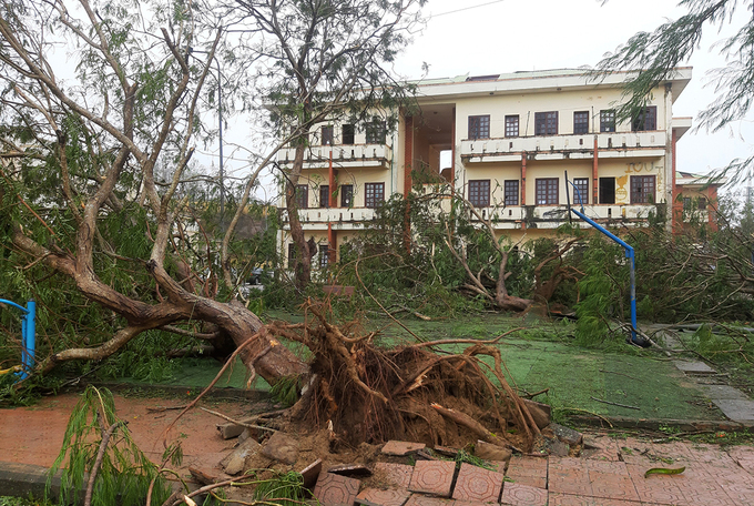 Cây trong khuôn viên Cao đẳng Kỹ nghệ Dung Quất (Quảng Ngãi) đổ ngã do bão, trưa 28/10. Ảnh: Quỳnh Trần.