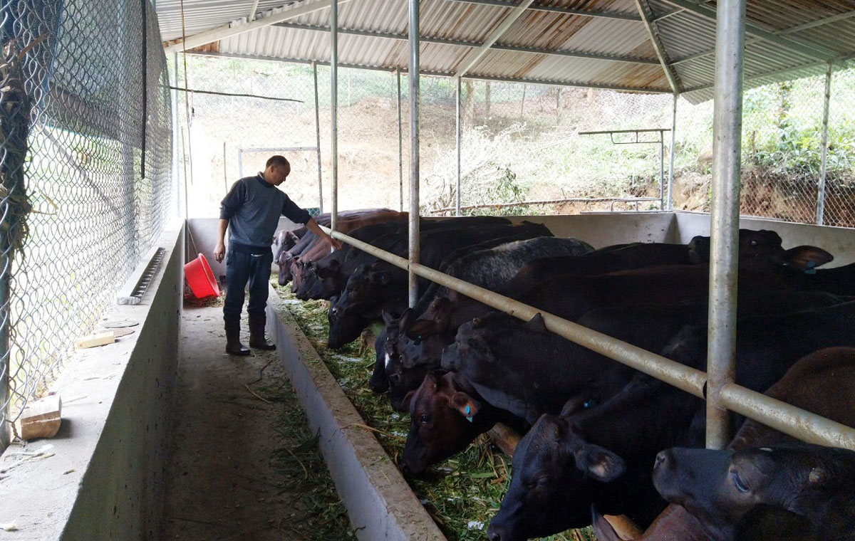 Ông Hoàng Thanh Hải, ở khu Chợ, xã Đồng Văn, huyện Bình Liêu, được hỗ trợ vốn vay thực hiện mô hình nuôi bò sinh sản để tăng thu nhập.