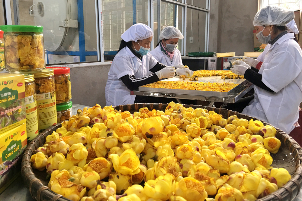 Chế biến trà hoa vàng tại cơ sở sản xuất của anh Nịnh Văn Trắng, xã Đạp Thanh, huyện Ba Chẽ. Ảnh: Khánh Giang
