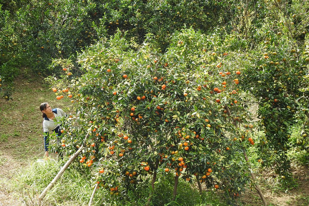 Cam được trồng chủ yếu ở xã Vạn Yên với diện tích gần 200 ha.