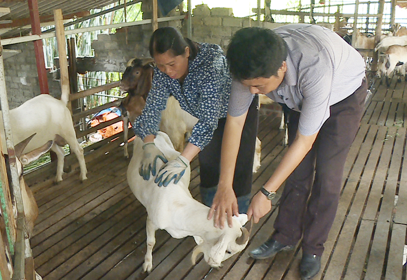 Cán bộ Trung tâm Khuyến nông tỉnh hướng dẫn bà Nguyễn Thị Ngát (khu 10, phường Thanh Sơn, TP Uông Bí) kỹ thuật chăm sóc dê sinh sản khi có rét đậm, rét hại.