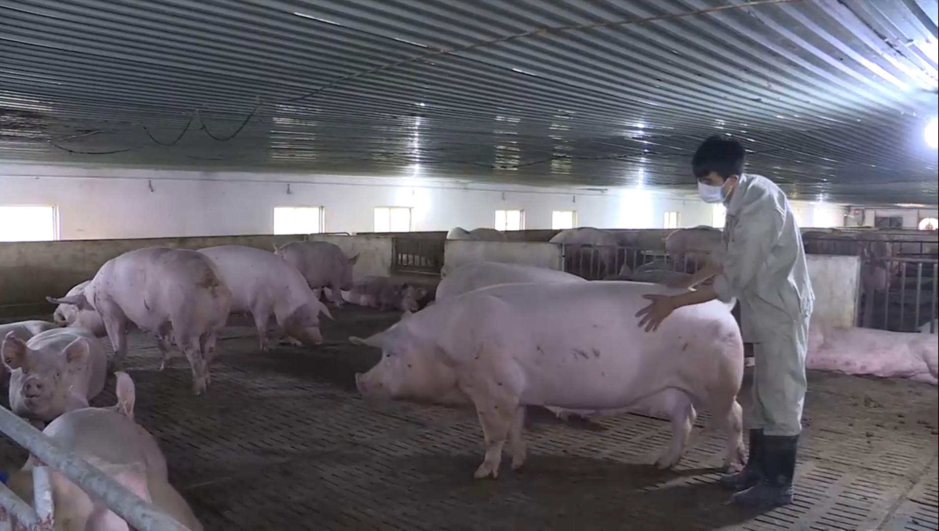 Chăn nuôi lợn công nghệ cao tại Công ty CP khai thác khoáng sản Thiên Thuận Tường.