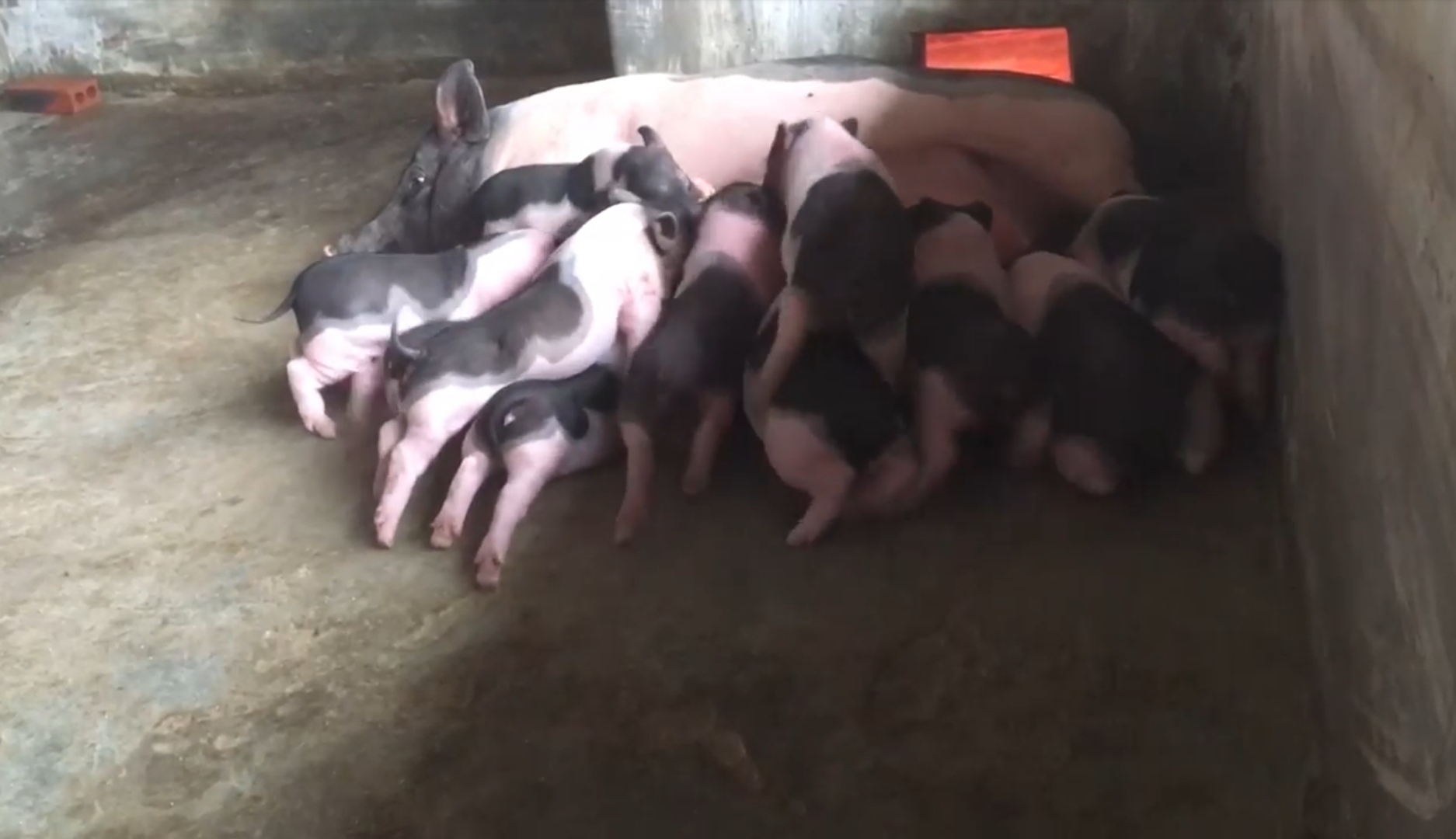 Đàn lợn Móng Cái hiện tăng trưởng ở mức thấp.