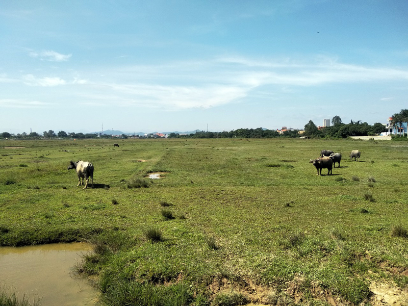 Nhiều cánh đồng tại xã Hải Xuân bỏ hoang từ lâu và trở thành nơi chăn thả trâu, bò.