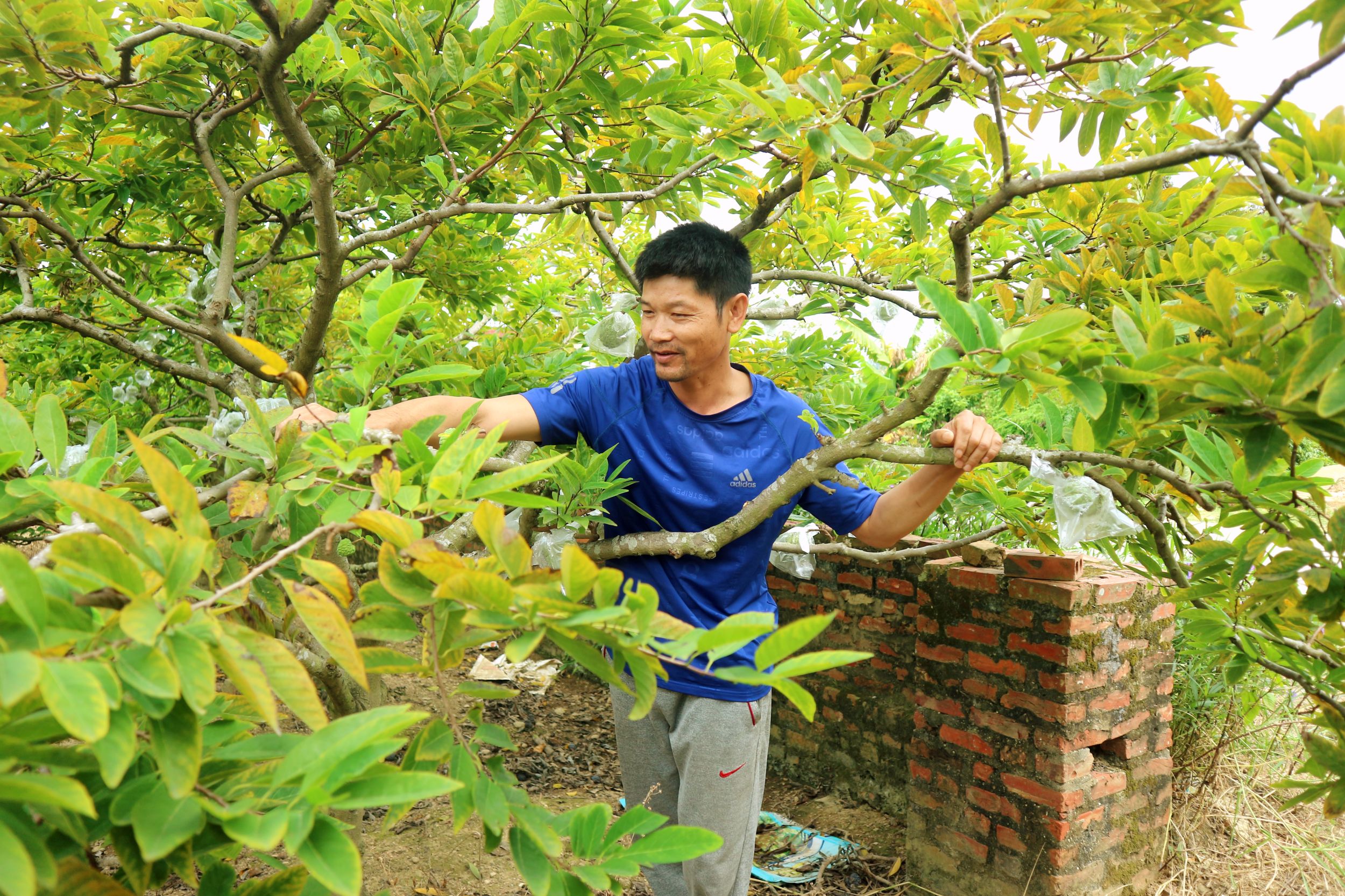 Anh Nguyễn Văn Lợi, thôn Đìa Sen, xã An Sinh (TX Đông Triều) chăm sóc vườn na của gia đình