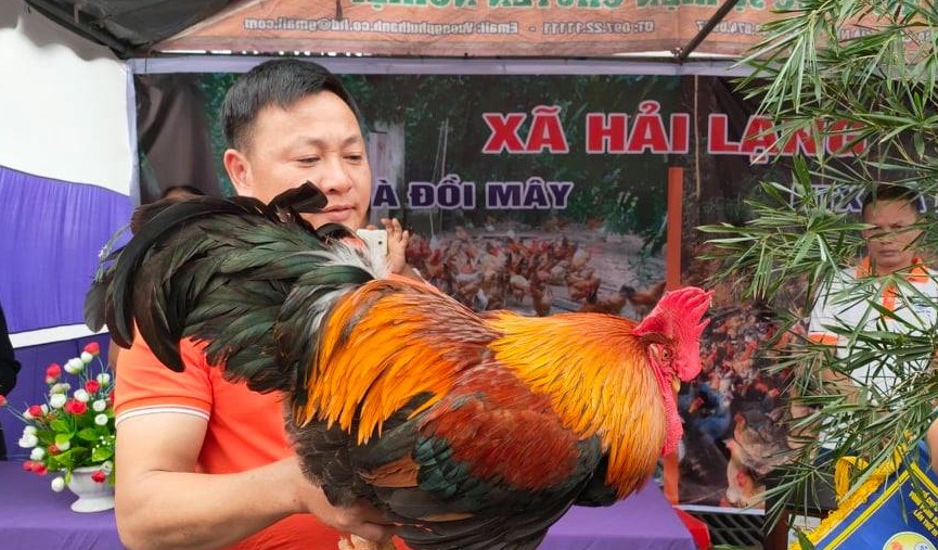 Chú gà của HTX Đồi Mây xã Hải Lạng đã đoạt giải vua gà.