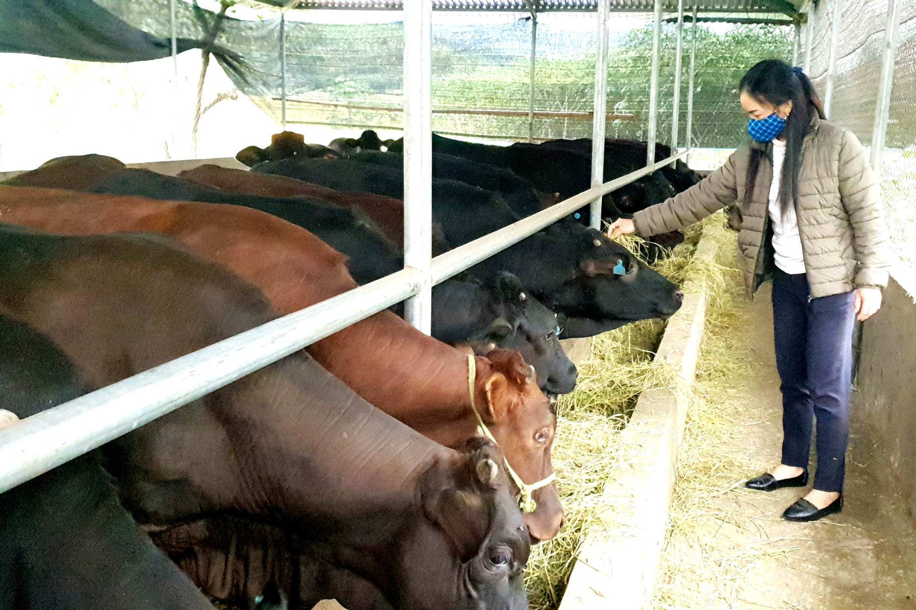 Mô hình nuôi bò 3B của anh Vi Quốc Hòa, thôn Chè Phạ, xã Đồng Tâm, huyện Bình Liêu.
